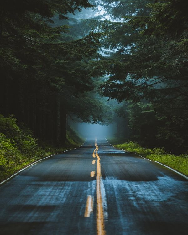 planta,Iluminación automotriz,superficie de la carretera,asfalto,cielo,luz de sol