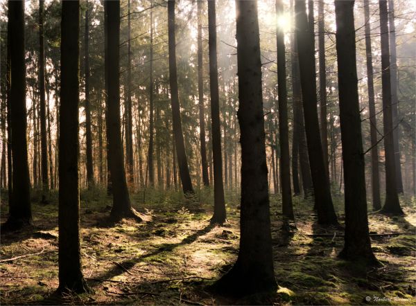 Sonnenlicht, Bäume, Landschaft, Wald, Natur, Gras