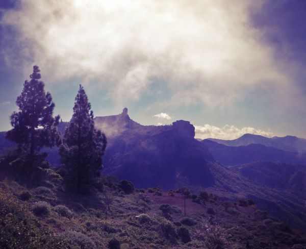 mountains,wood,cloud,mist,tree,grancanaria