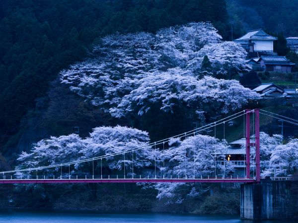 Japón,agua,noche,reflexión,nieve,invierno