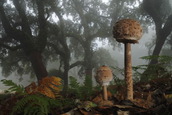 natura, le foglie, foresta, alberi, fungo, nebbia