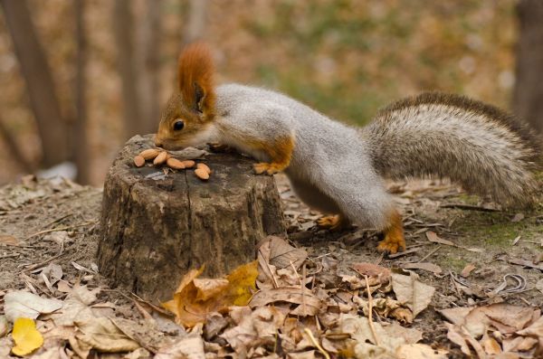 le foglie,tronco d'albero,scoiattolo,noccioline,autunno