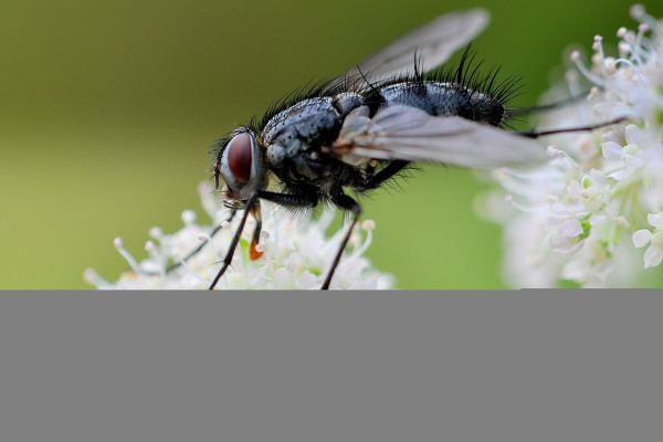 natuur,blomma,Vlieg,Nikon,Natur,vliegen