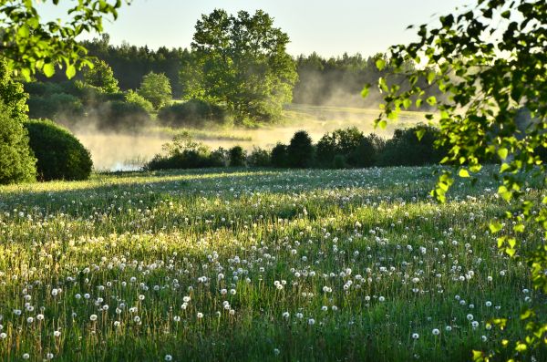 alam,dandelion,hutan,pohon,sungai,bidang