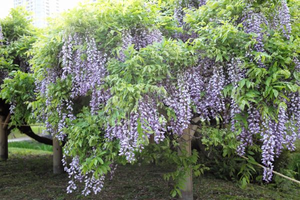 jardin,fleur,Leica,Tokyo,M,lilas