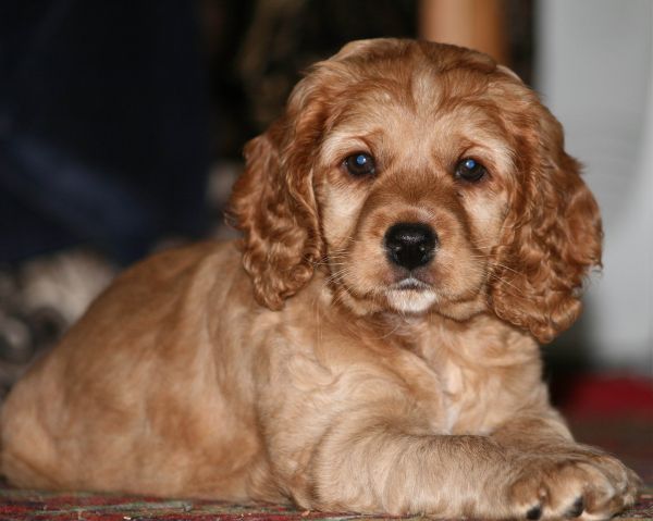 chien,Couleur,chiot,mammifère,vertébré,Chien comme mammifère