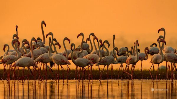 水,天空,鸟,生态区,脊椎动物,Greater flamingo