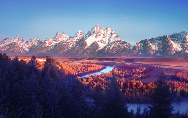 風景,自然,木,森林,山々,雪