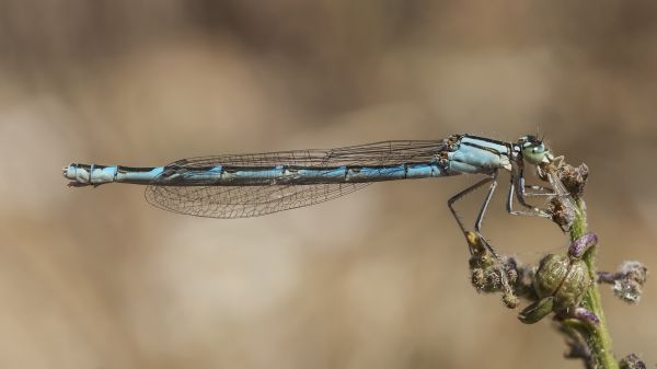 Damselfly,Enallagmacyathigerum,Entomoloji,Entomoloji,Odonata,Odonato