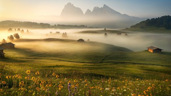 montañas,naturaleza,paisaje,Árboles,colina,Flores