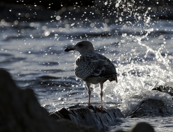 l'automne,mer,tomber,ombre,Soleil,oiseau