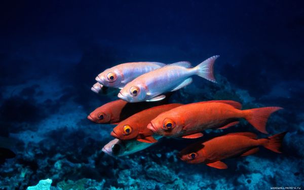 魚,水中,金魚,生物学,海洋生物学,深海魚