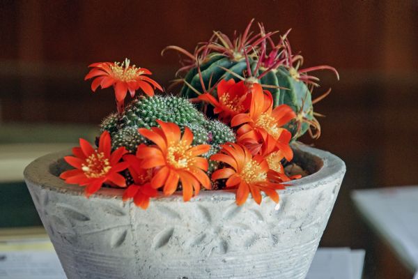 red, cactus, flowerpot, flower, food, ART