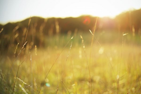 zonlicht,zonsondergang,water,natuur,reflectie,gras