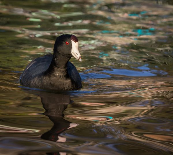 fåglar, sjö, vatten, natur, 500px, reflexion