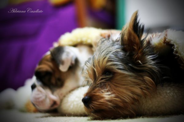 cachorro,Cânone,animal,Yorkshire,buldogue,Iorque