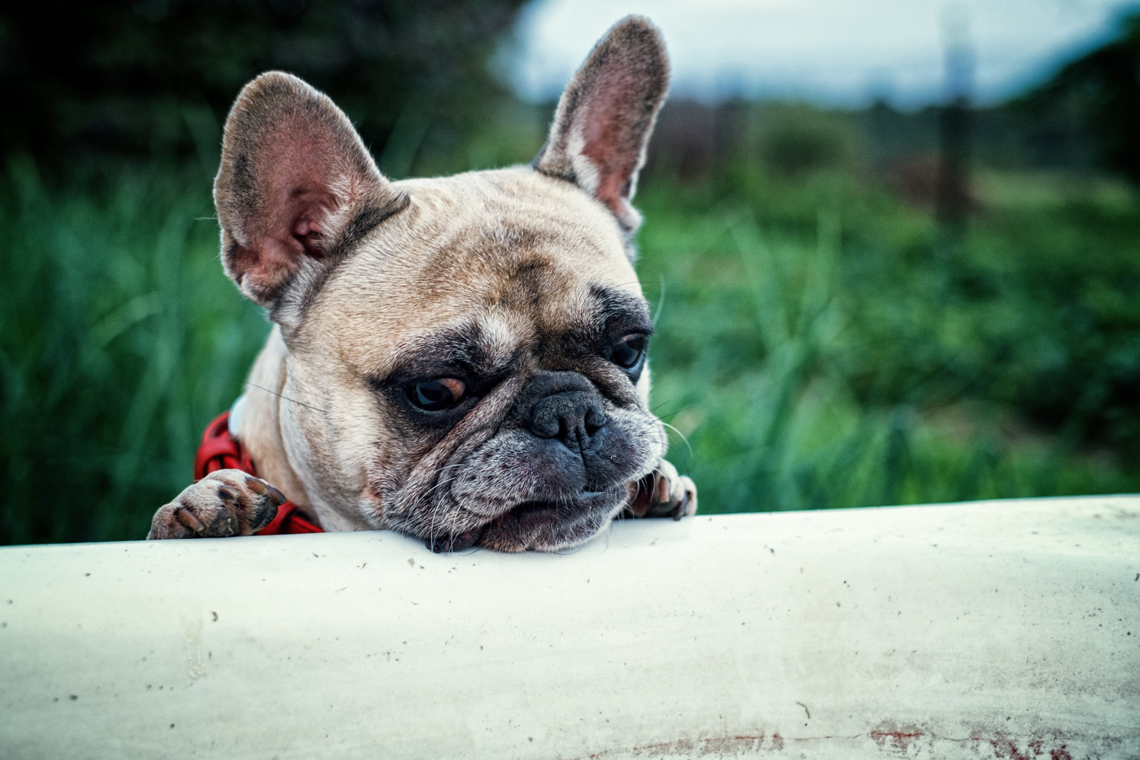 koira, bulldoggi, French Bulldog, nisäkäs, selkärankainen, koira nisäkäs, vaientaa, vanha englanti bulldog, olde englanti Bulldogge