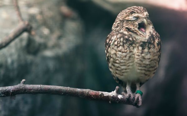 des oiseaux,animaux,faune,oiseau de proie,hibou,branche