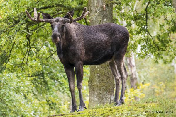 dier,dieren,Alces,eland,Elg,Elsdyr