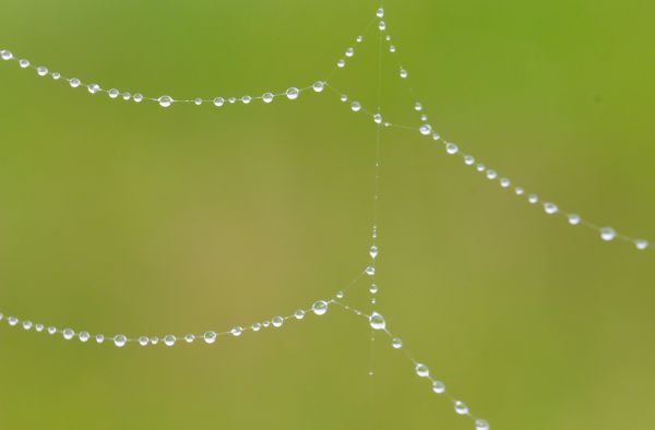 水,科,绿色,圈,露,蜘蛛