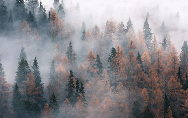 ปลูก,เมฆ,บรรยากาศ,ต้นสนชนิดหนึ่ง,Natural landscape,ไม้