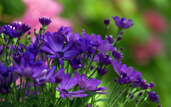 bloemen,natuur,gras,veld-,groen,lavendel