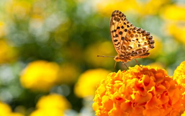 dyr,natur,blomster,fotografering,sommerfugl,insekt