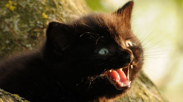 gato, Animales, fauna silvestre, nariz, bigotes, gatos negros