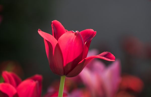 flor,Malmo,Geolocalización,parque,tulipán,Blomma