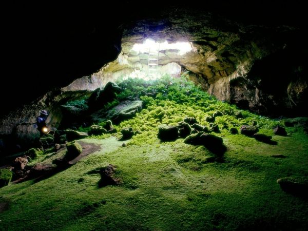 ladders,moss,nature,plants,1600x1200 px,cave