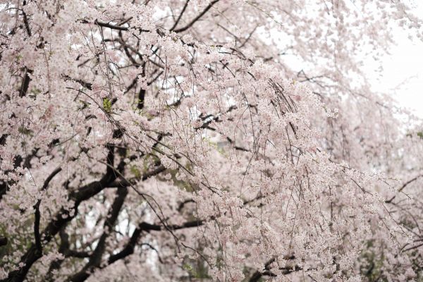 Japon,branche,fleur de cerisier,fleur,printemps,Leica