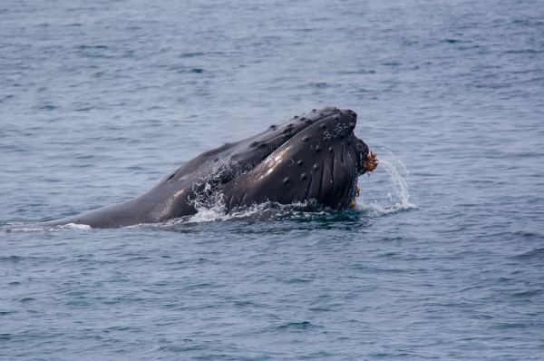 サンタバーバラ,探検する,鯨,表現する,コンドル,ザトウクジラ