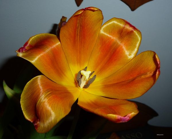 Blumen, Natur, rot, Gelb, Fotografie, Orange