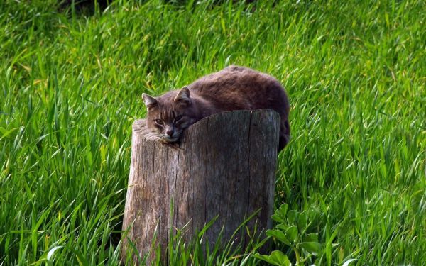 tree stump,grass,cat,lie