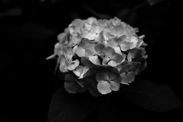 Japon,blanc,noir,Monochrome,Stylo,la photographie