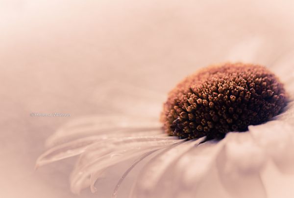 nature, photography, England, Canon, petals, pollen