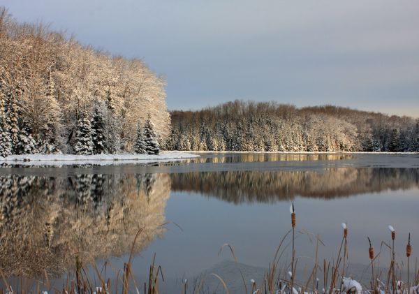 alberi,paesaggio,lago,acqua,natura,riflessione