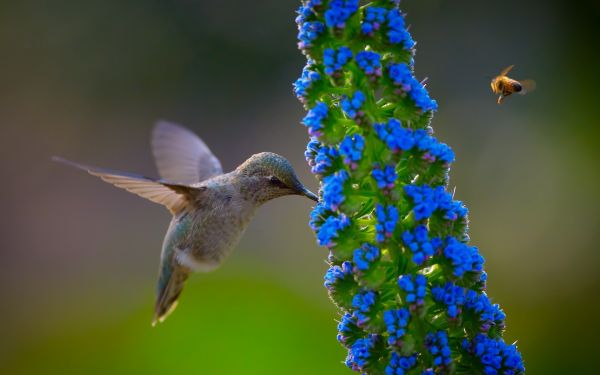 flowers,birds,animals,nature,closeup,wildlife