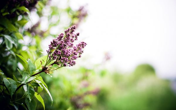 lilas,printemps,fleurs,branche