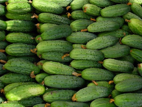 Comida, legumes, fruta, verde, Pepinos, plantar