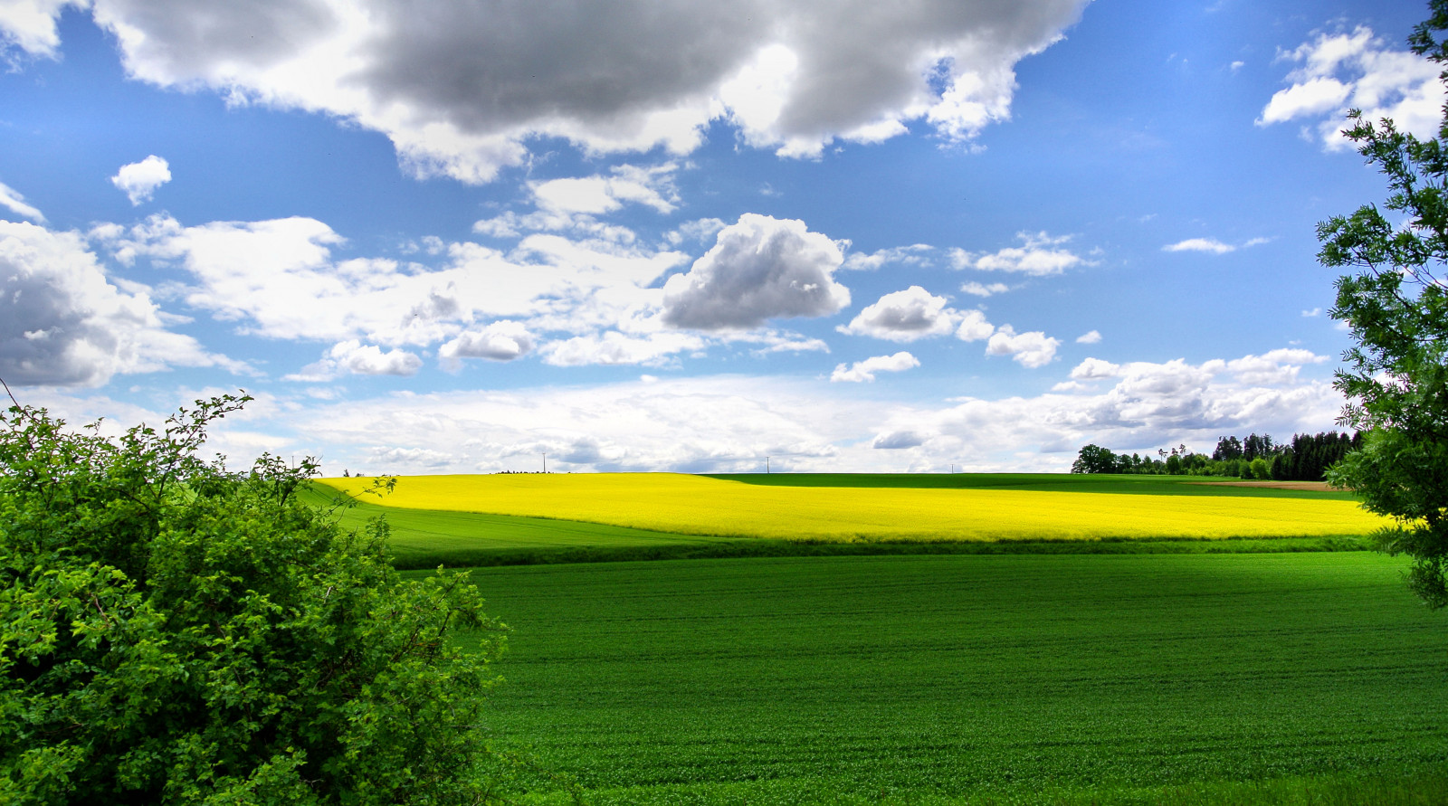 luce del sole, paesaggio, collina, natura, erba, cielo, campo, nuvole, verde, giallo, mattina, azienda agricola, orizzonte, colza, nube, albero, prateria, himmel, natur, deutschland, pascolo, stupro, rap, i campi, gr n, canola, agricoltura, prato, piantagione, pianura, bayern, wolken, giorno, energia, prateria, felder, raccolto, nikon1v1, area rurale, sfondo del computer, famiglia di erba, brassica, cumulo, terreno, impianto di senape, Brassica rapa, senape e cavolo famiglia, risaia, ecoregione, Bassa Baviera