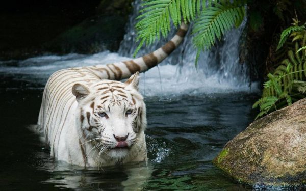 állatok,víz,természet,tigris,vadvilág,páfrányok