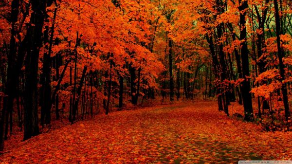 alberi, autunno, le foglie, foglie cadute, natura, all'aperto