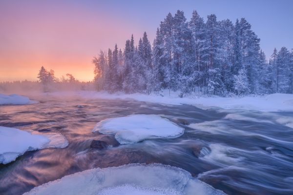 maisema,luonto,Maxim Evdokimov,Puut,lumi,metsä