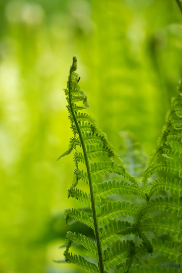 luz de sol,bosque,naturaleza,césped,verde,rama