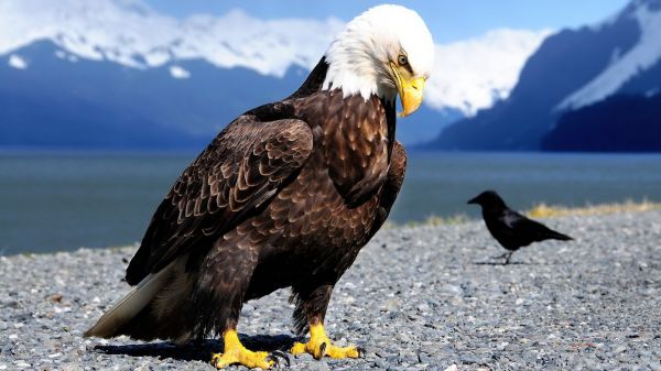 des oiseaux,animaux,la nature,faune,oiseau de proie,aigle