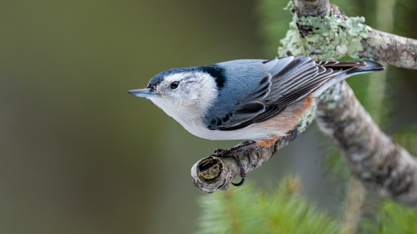 Nuthatch,Av kuşu,doğa,Fotoğraf,blurry background,alan derinliği