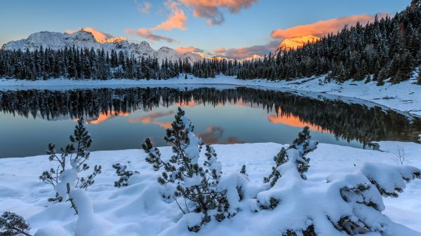 snow,forest,nature,landscape,winter,lake