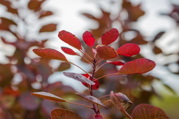 tuin-,rood,park,tak,bloesem,bokeh