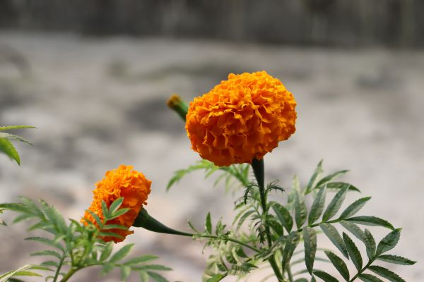 bunga,menanam,daun bunga,botani,bioma,Tagetes